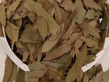 Eucalyptus Leaves